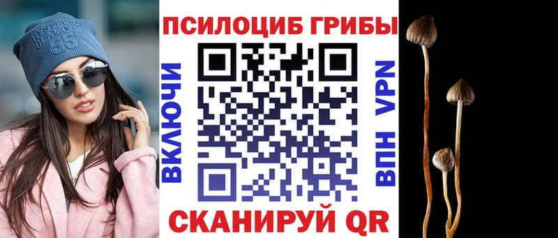 закладки  Алейск  Псилоцибиновые грибы MAGIC MUSHROOMS 
